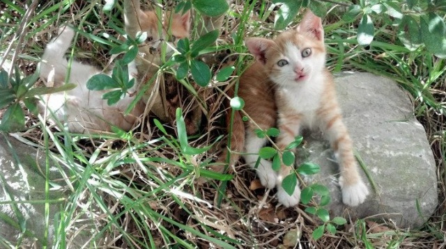 《CS_GO北美巡回赛,NiP战队技压群雄》,csgo北美战队有哪些