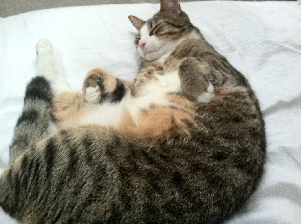 世界杯新球衣发布,科技与传统文化融合引话题,2022年世界杯官方球衣