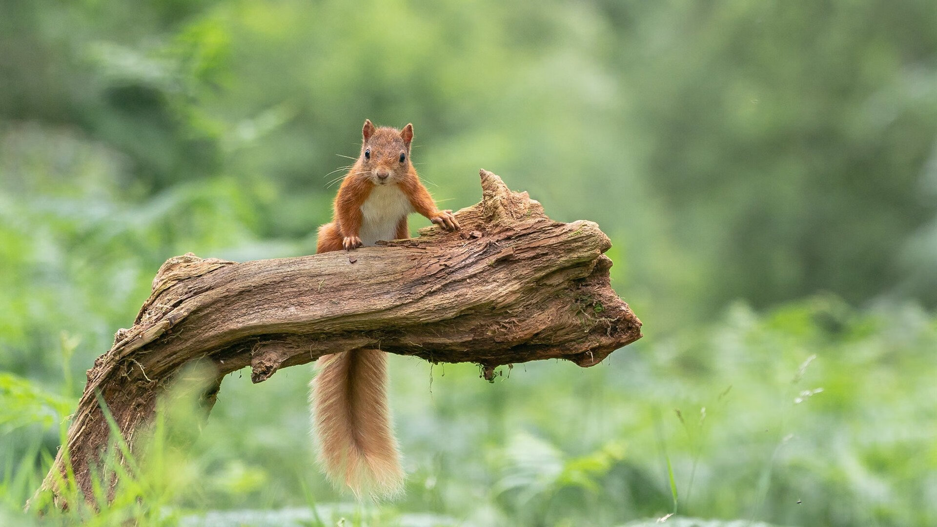 “西甲明星对决:攻守精彩纷呈,球迷狂欢”,西甲明星球员