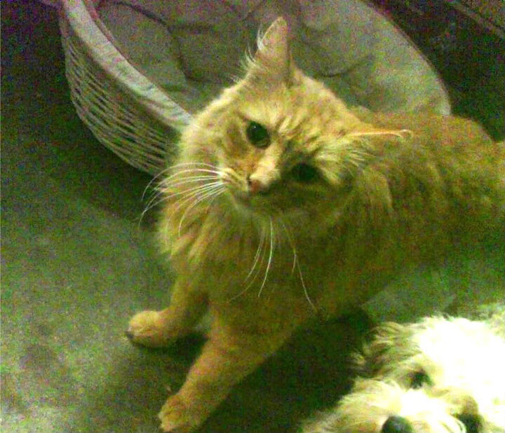 开云真人体育娱乐-即时战术分析与回放，让比赛更精彩更公平，即时战术战斗